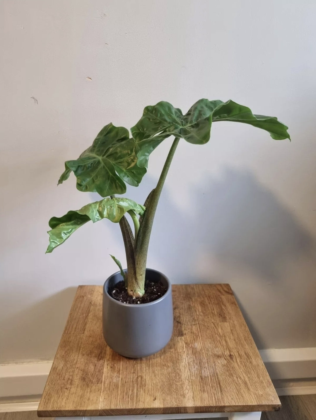 Alocasia Low Rider | 12cm Pot | Rare Plant | Elephants Ear Plant | 30-40cm Tall