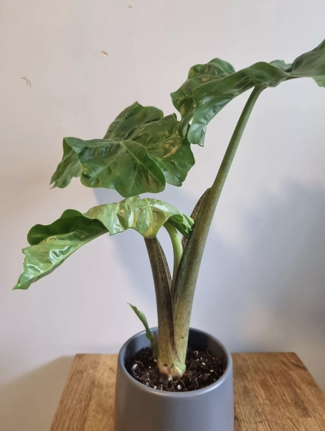 Alocasia Low Rider | 12cm Pot | Rare Plant | Elephants Ear Plant | 30-40cm Tall