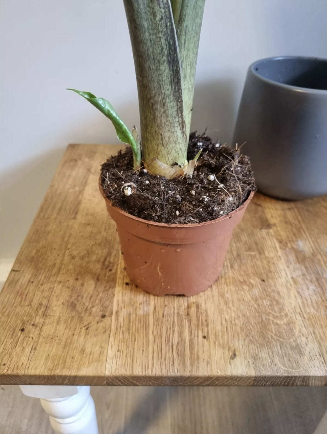 Alocasia Low Rider | 12cm Pot | Rare Plant | Elephants Ear Plant | 30-40cm Tall