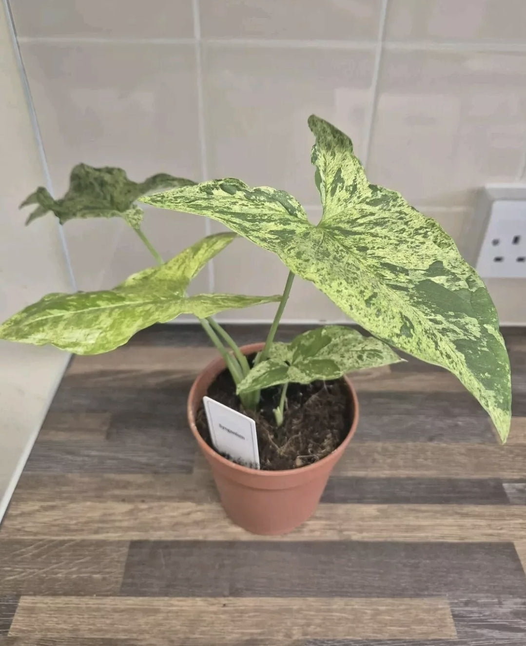 Syngonium Mojito Variegated | 12cm Pot | Albo Rare Aroid Splash Green