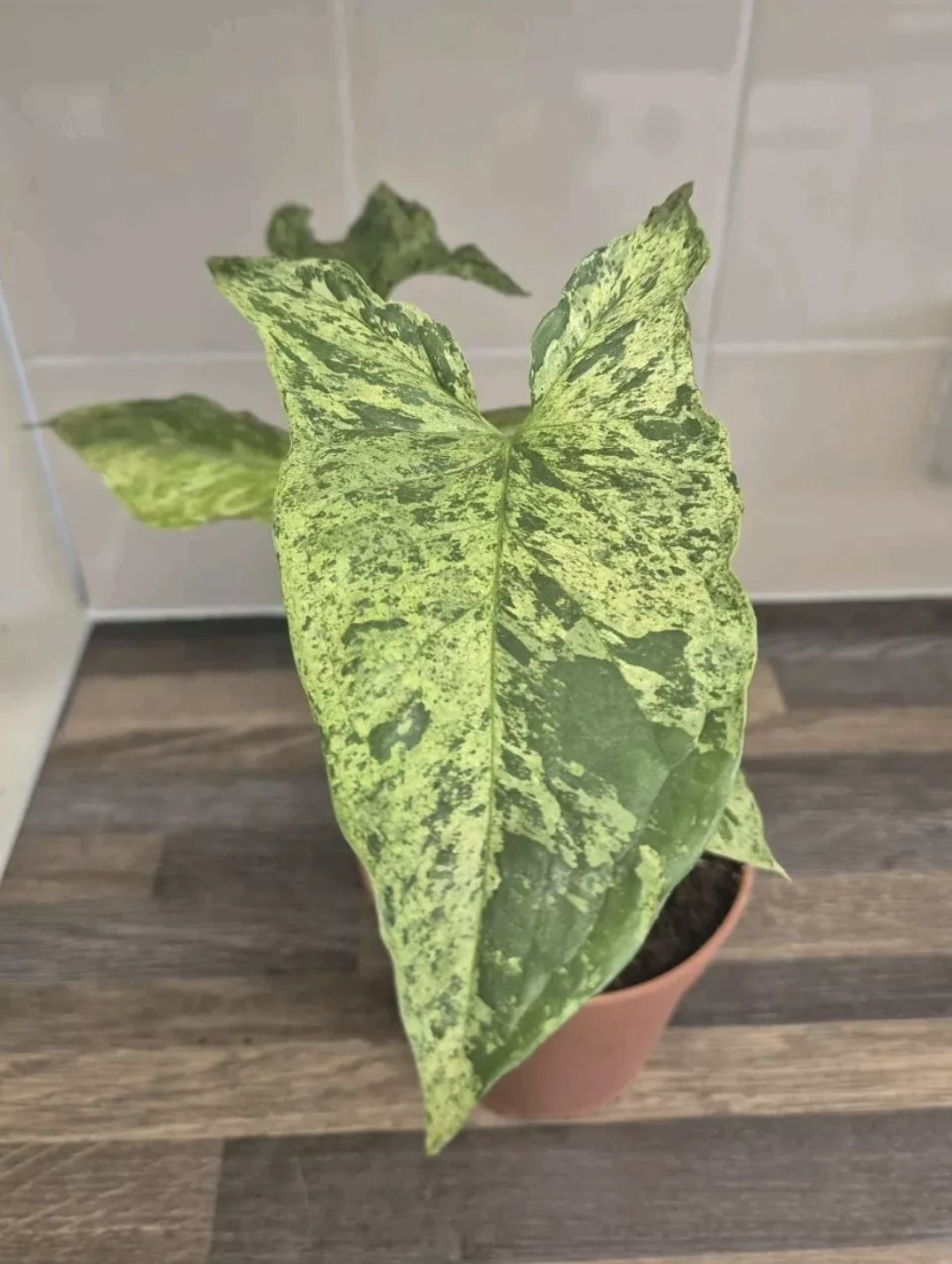 Syngonium Mojito Variegated | 12cm Pot | Albo Rare Aroid Splash Green