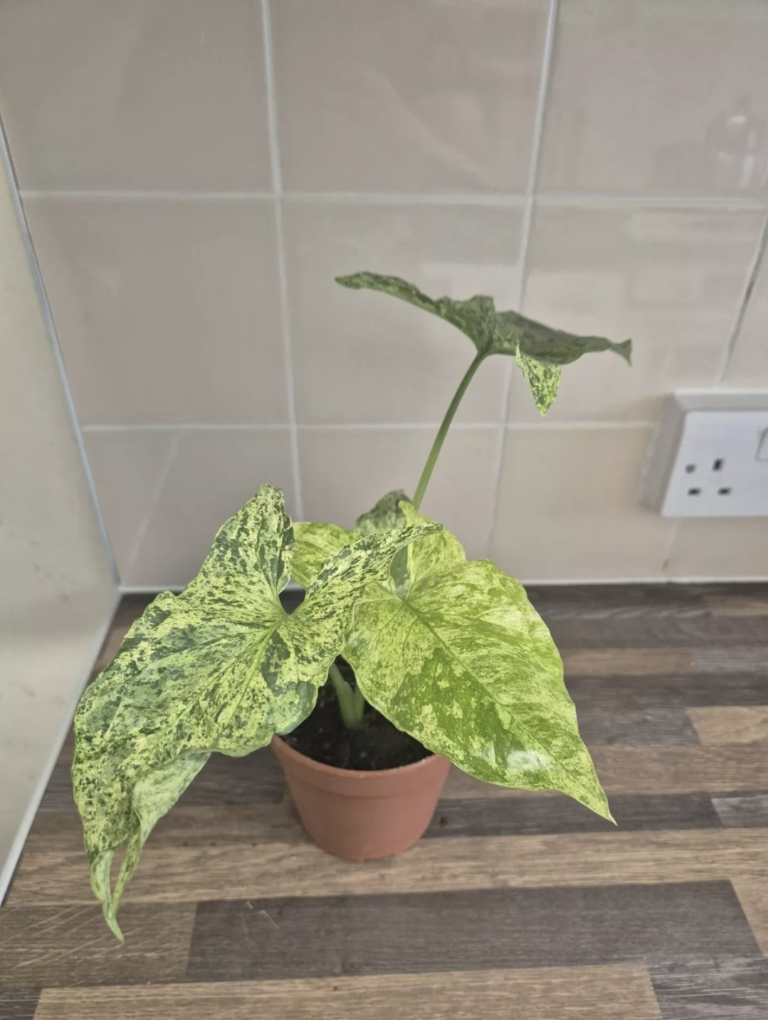 Syngonium Mojito Variegated | 12cm Pot | Albo Rare Aroid Splash Green