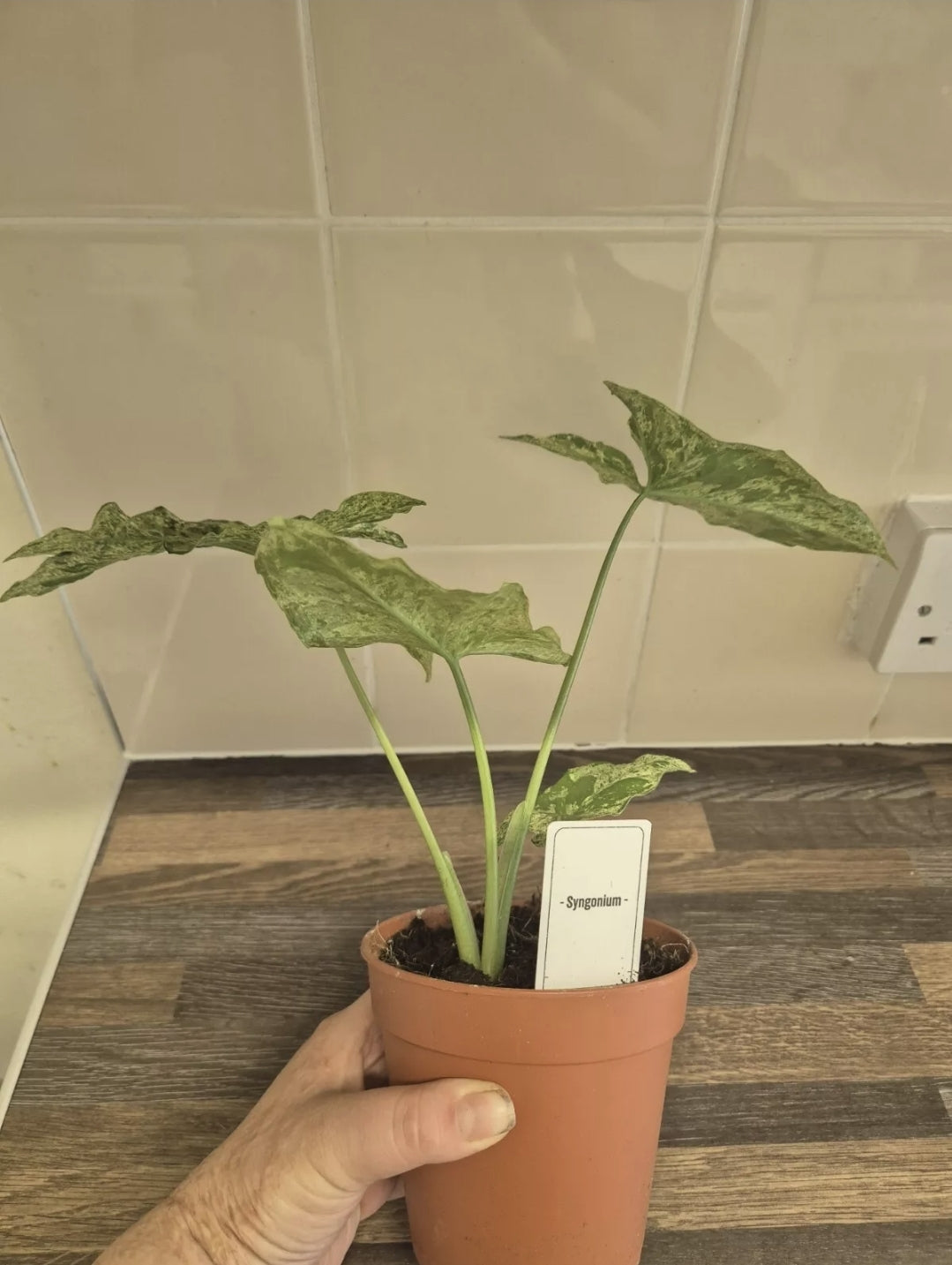 Syngonium Mojito Variegated | 12cm Pot | Albo Rare Aroid Splash Green