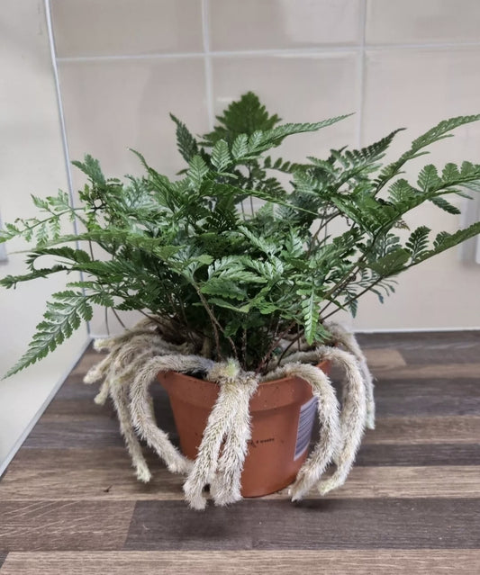 Rabbits Foot fern, 12cm pot, Davallia tyermannii Terantula Humata tyermanii