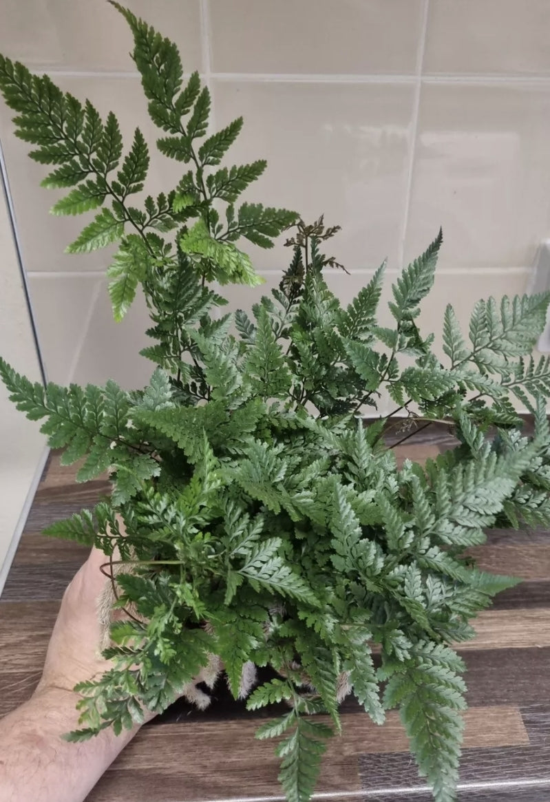 Rabbits Foot fern, 12cm pot, Davallia tyermannii Terantula Humata tyermanii