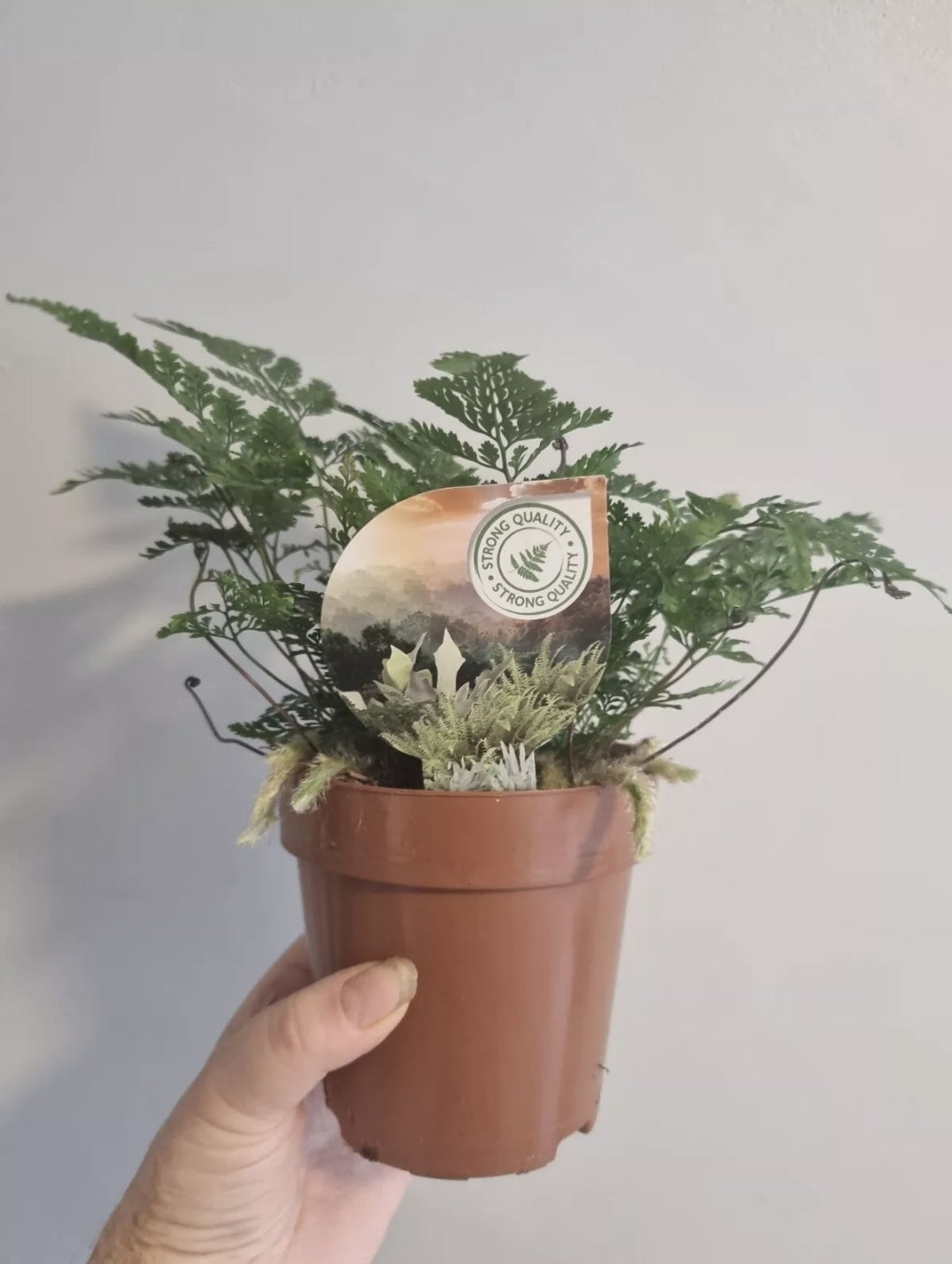 Rabbits Foot fern, 12cm pot, Davallia tyermannii Terantula Humata tyermanii