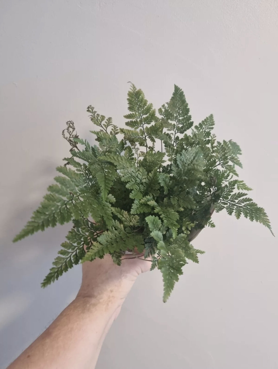 Rabbits Foot fern, 12cm pot, Davallia tyermannii Terantula Humata tyermanii
