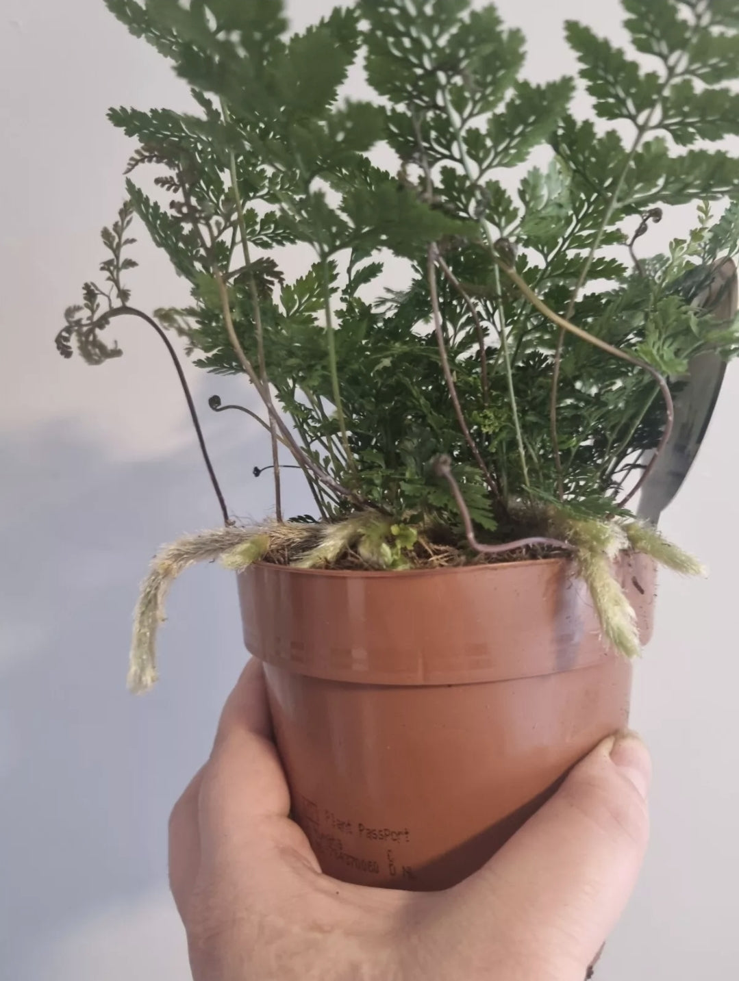Rabbits Foot fern, 12cm pot, Davallia tyermannii Terantula Humata tyermanii