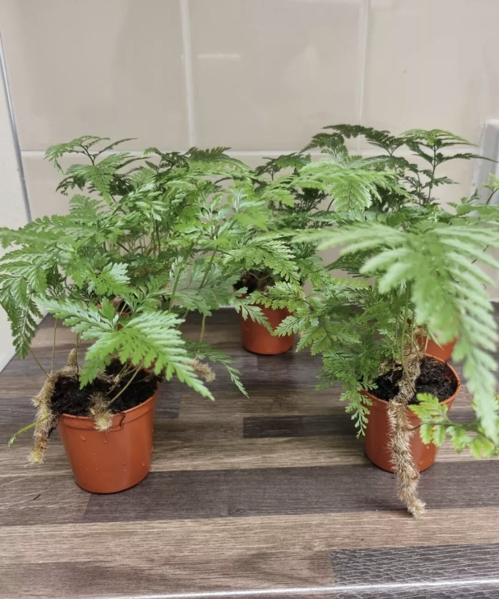 Rabbits Foot fern, bare rooted plant, Davallia tyermannii Terantula Humata tyermanii