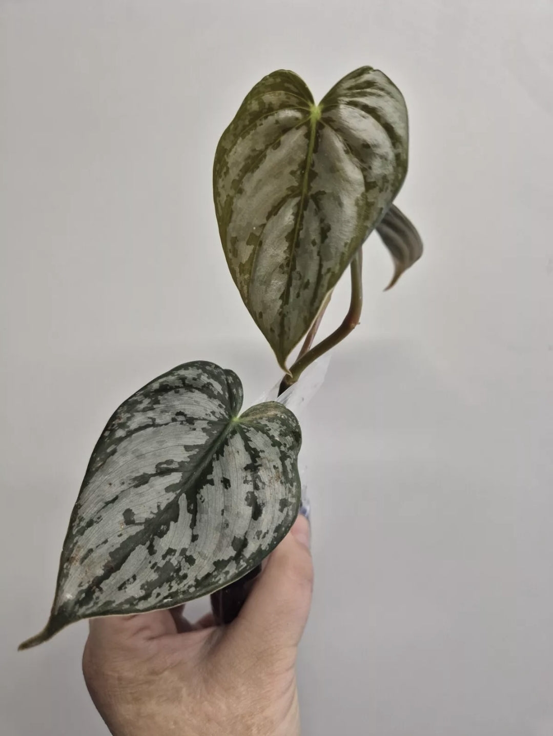 Philodendron Brandtianum | 2-3 leaf Plants | Bare Rooted | Rare Aroid Houseplant