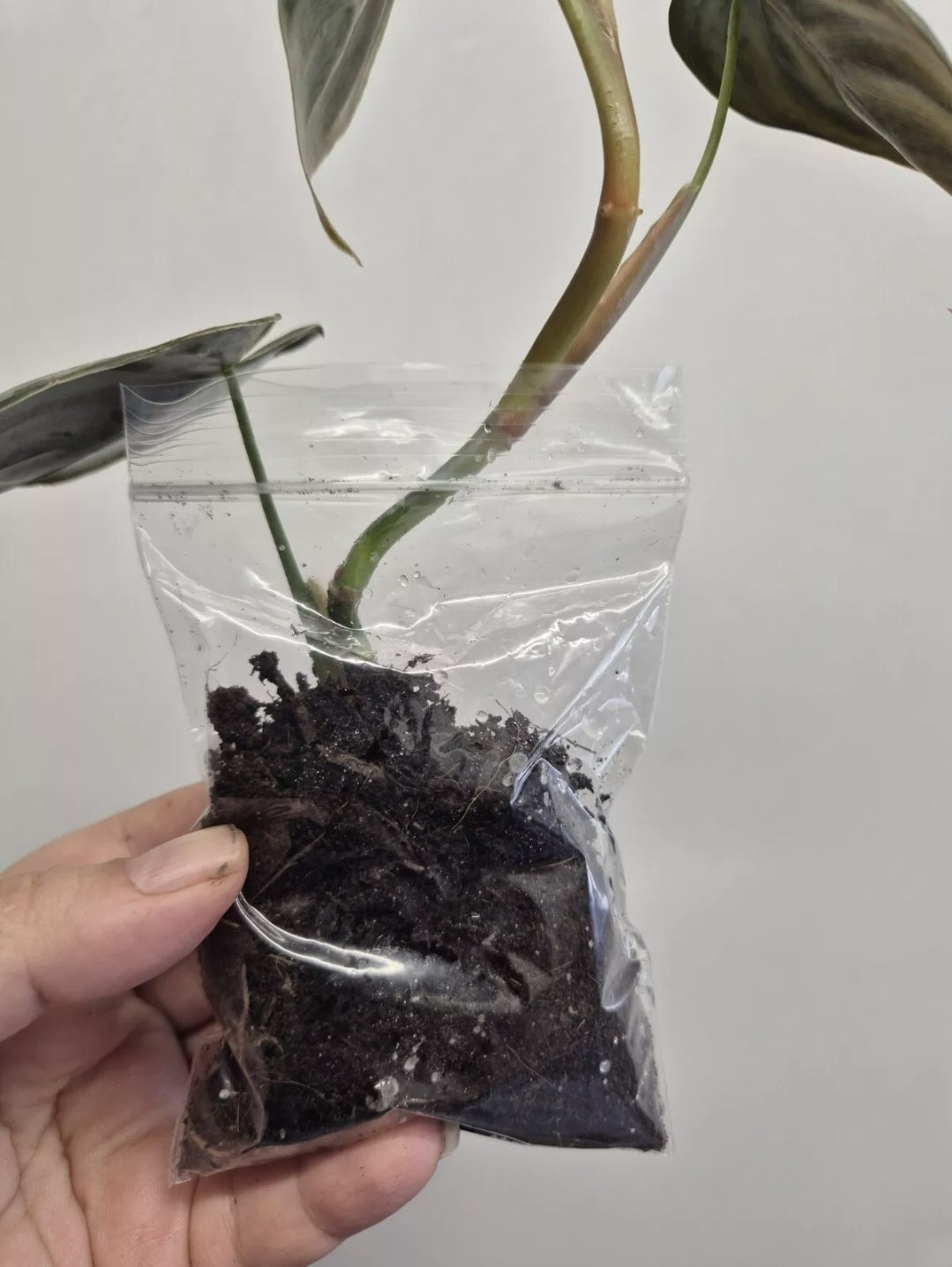 Philodendron Brandtianum | 2-3 leaf Plants | Bare Rooted | Rare Aroid Houseplant