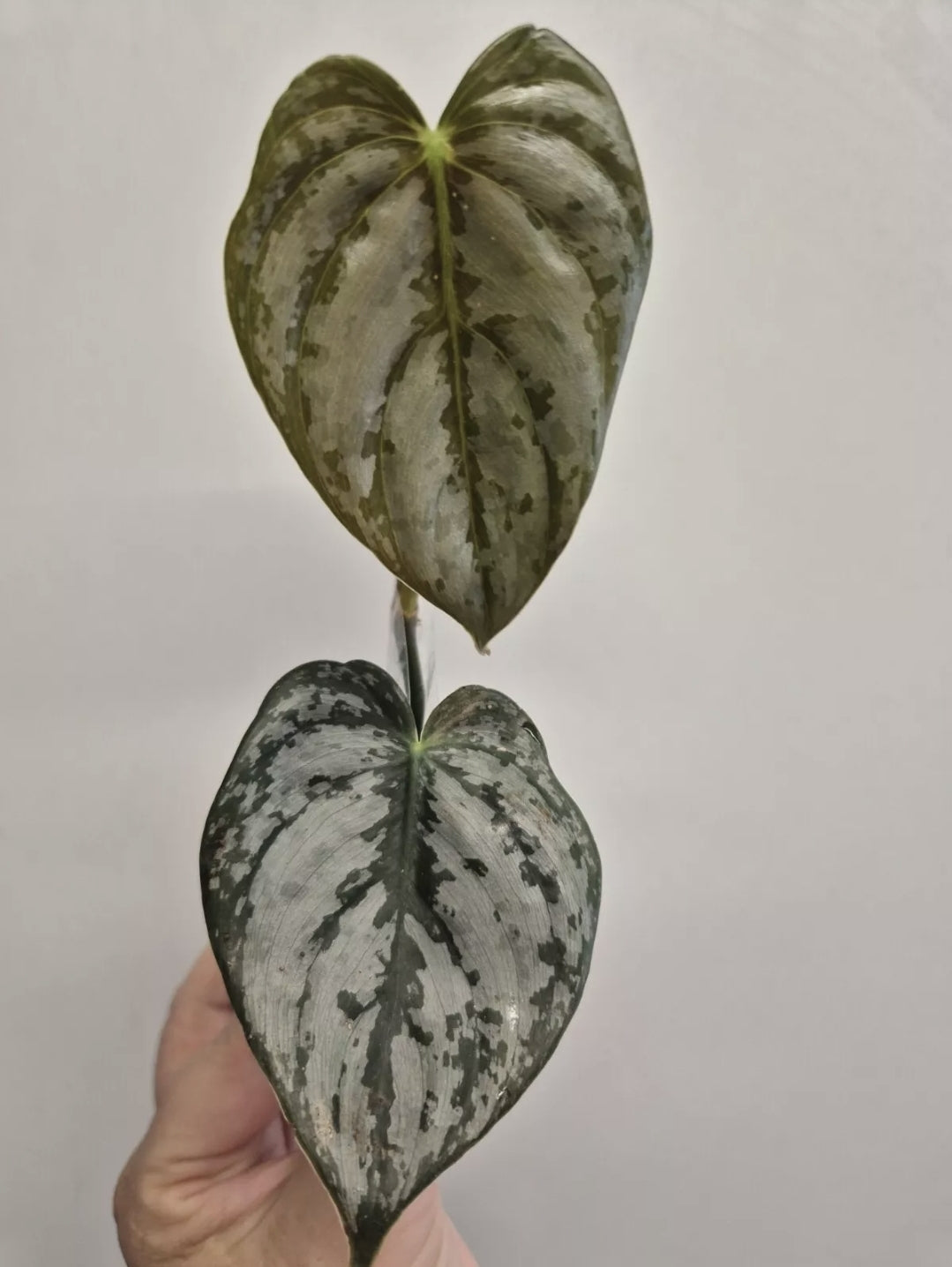 Philodendron Brandtianum | 2-3 leaf Plants | Bare Rooted | Rare Aroid Houseplant