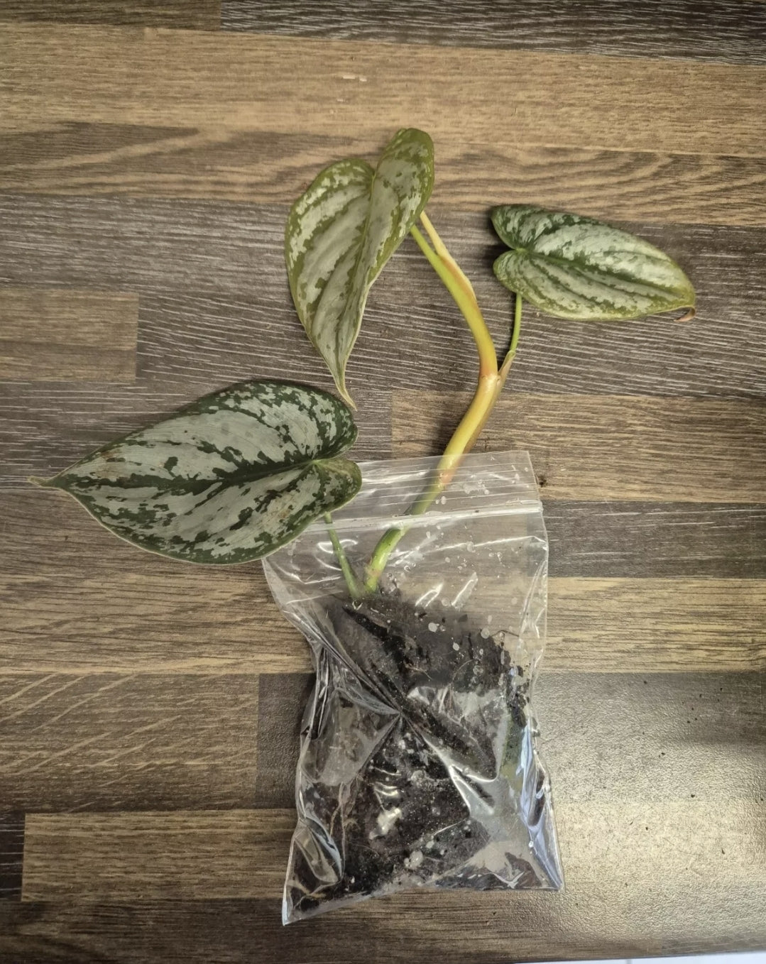 Philodendron Brandtianum | 2-3 leaf Plants | Bare Rooted | Rare Aroid Houseplant