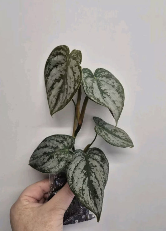 Philodendron Brandtianum | 4-5 leaf Plants | Bare Rooted | Rare Aroid Houseplant