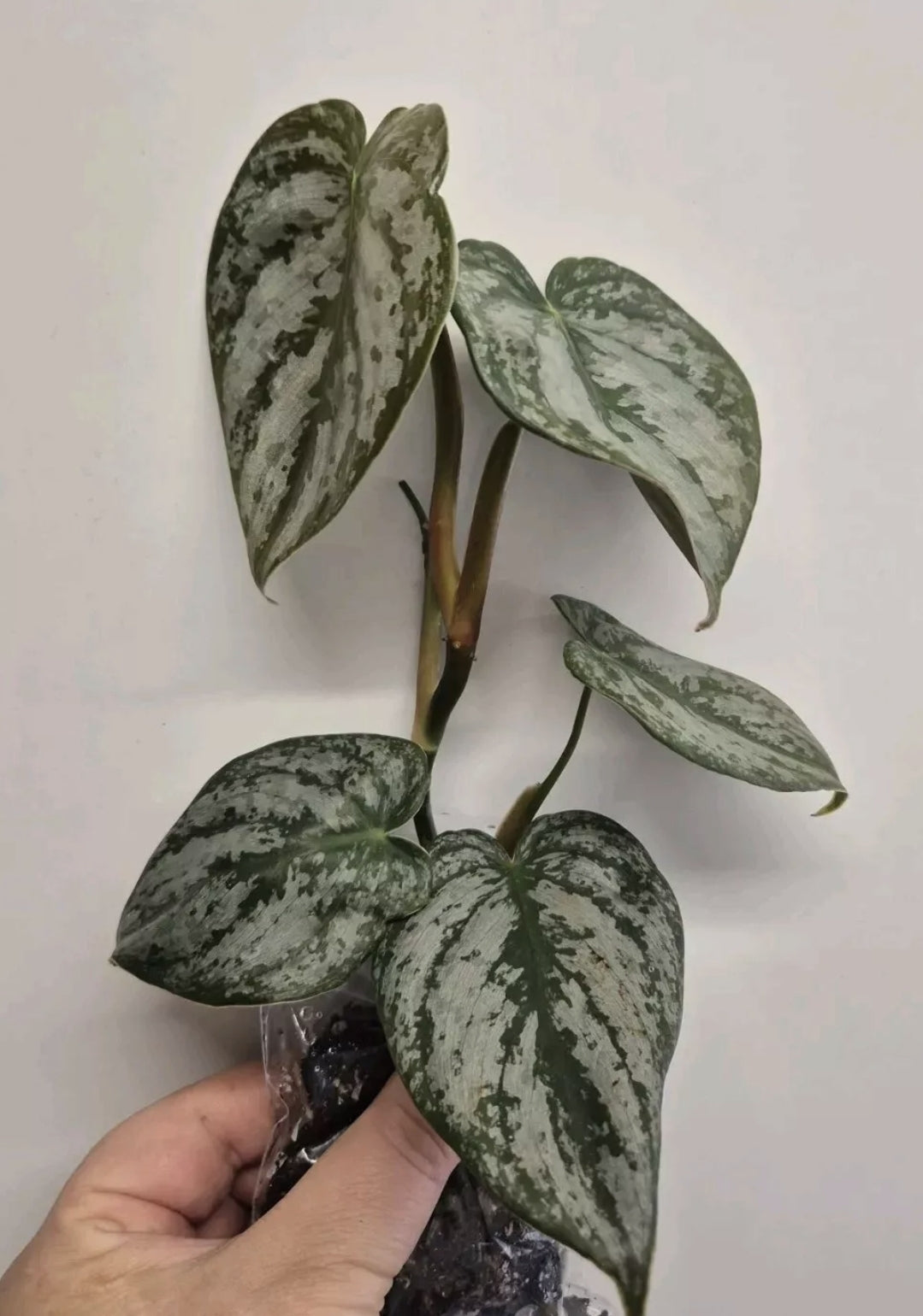 Philodendron Brandtianum | 4-5 leaf Plants | Bare Rooted | Rare Aroid Houseplant