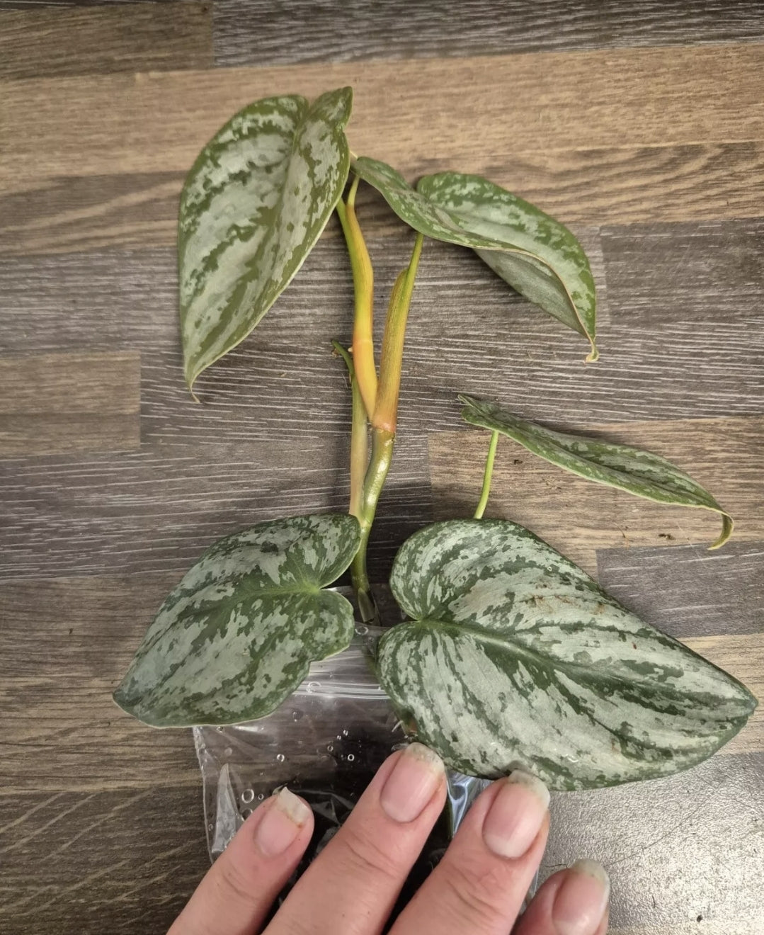 Philodendron Brandtianum | 4-5 leaf Plants | Bare Rooted | Rare Aroid Houseplant