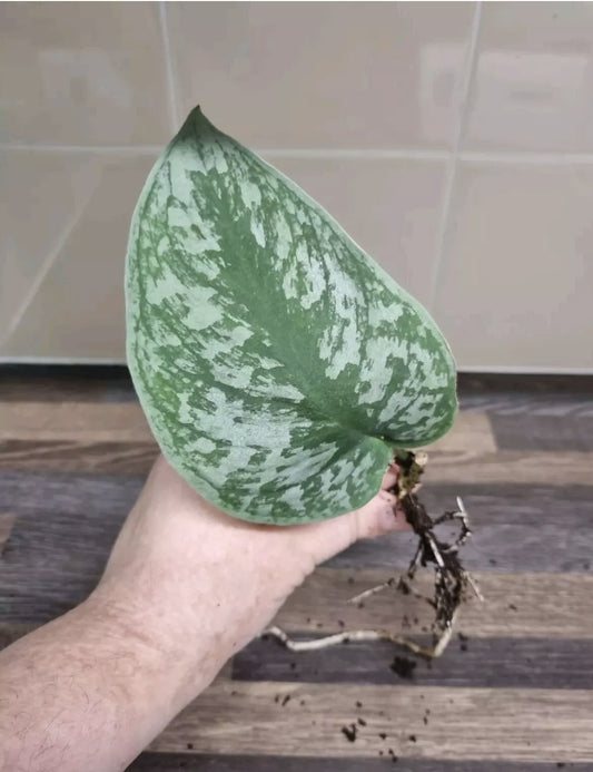 Scindapsus Pictus Exotica Treubii / Trebie Silver Satin Rare Rooted cutting