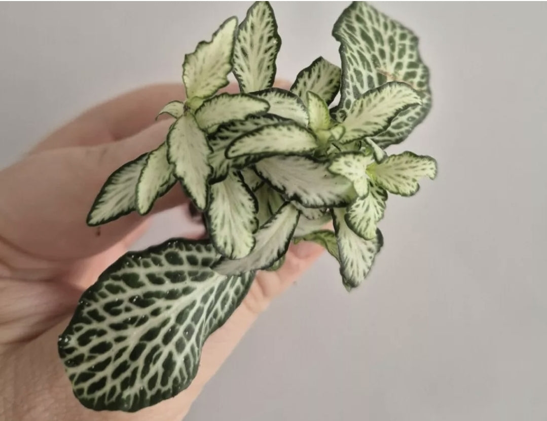 Terrarium plants Bundle | 3x Terrarium Plants Set | Starter Terrarium Plant Set