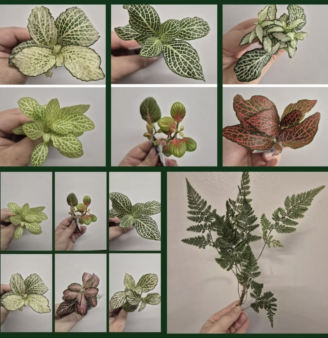 Terrarium plants Bundle | 3x Terrarium Plants Set | Starter Terrarium Plant Set