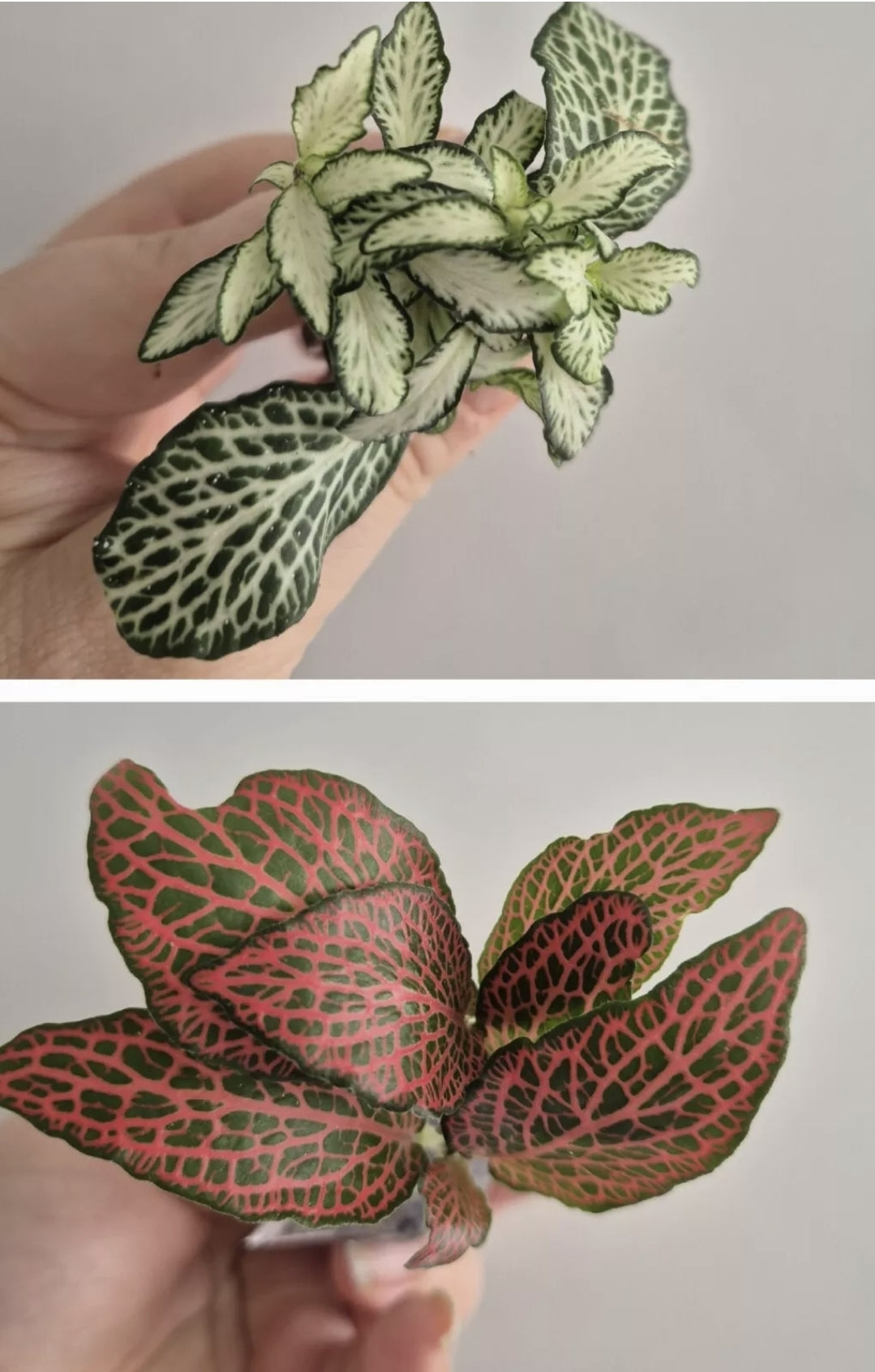 Terrarium plants Bundle | 3x Terrarium Plants Set | Starter Terrarium Plant Set