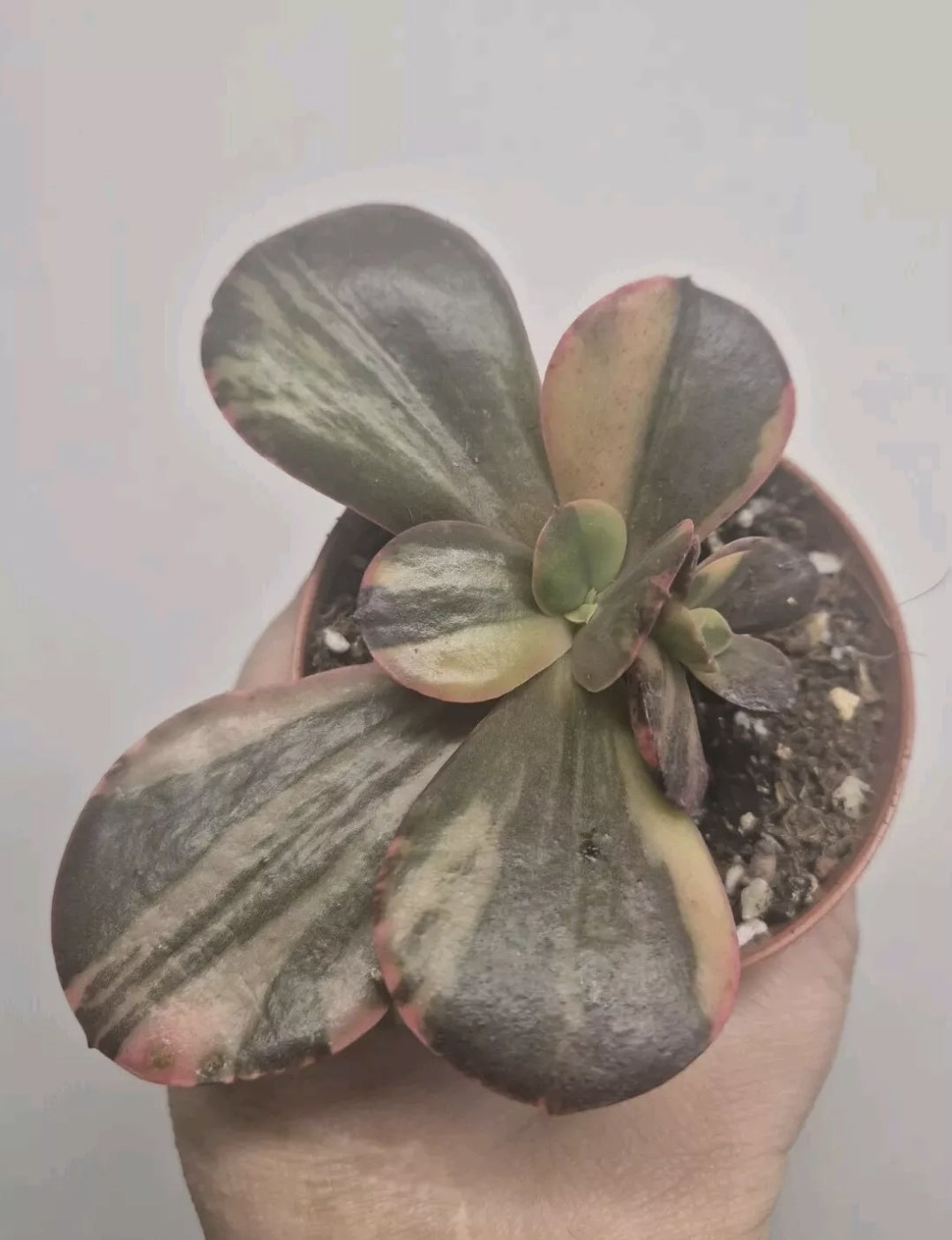 Echeveria Primadonna variegated | Double Headed |  Rare collectors Succulent