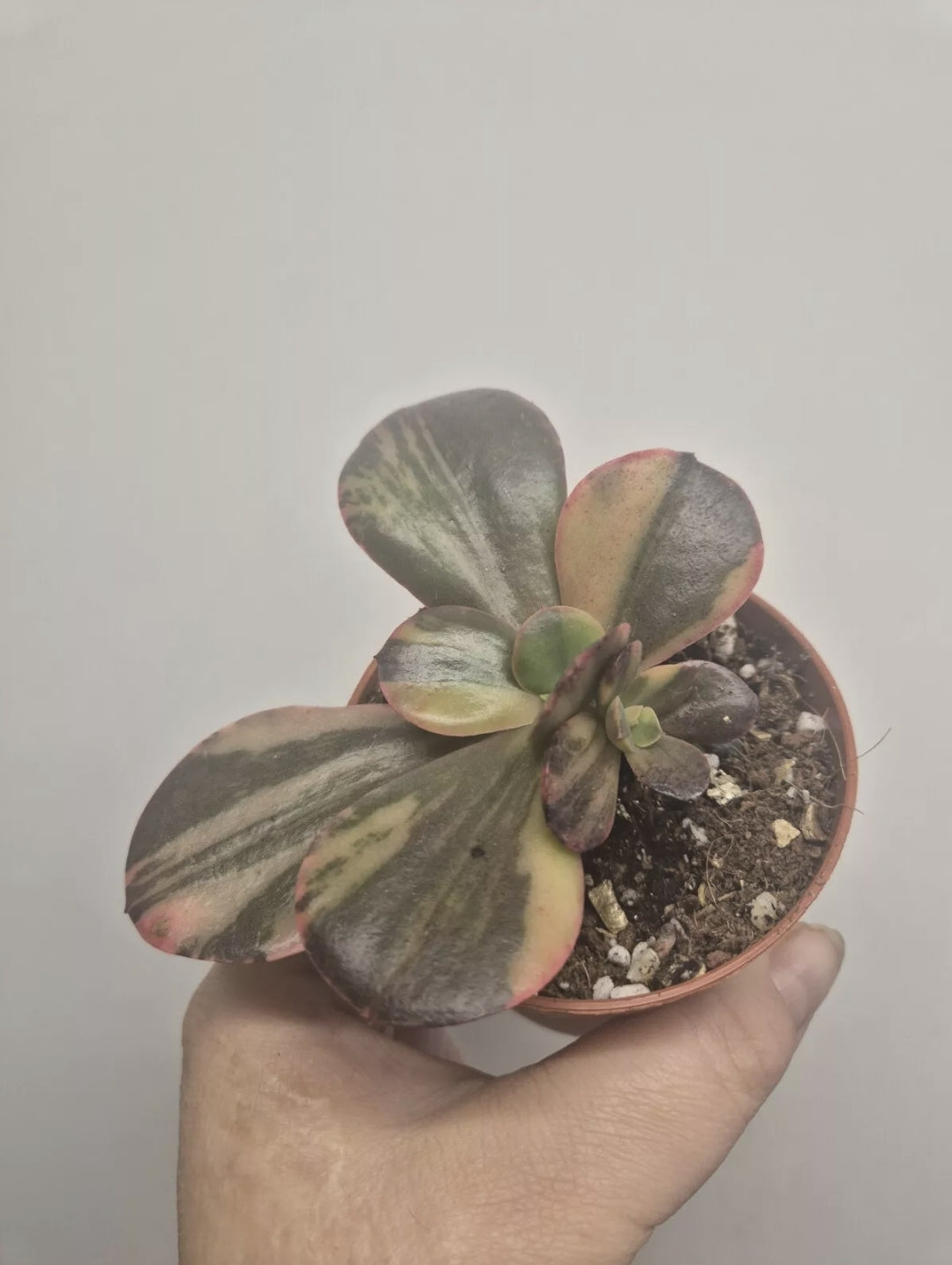 Echeveria Primadonna variegated | Double Headed |  Rare collectors Succulent