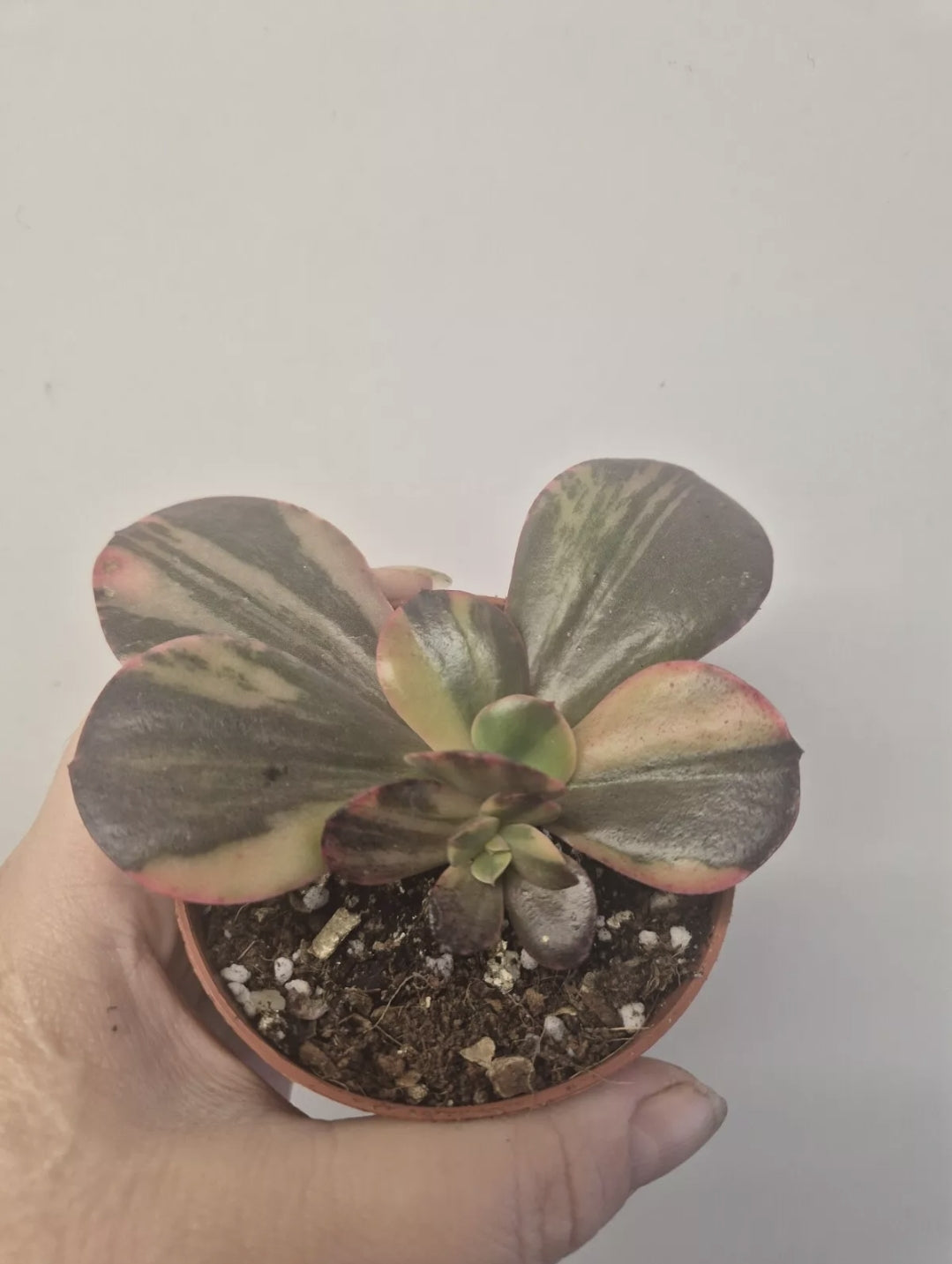 Echeveria Primadonna variegated | Double Headed |  Rare collectors Succulent