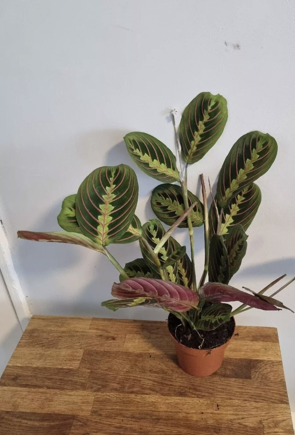 Maranta Fascinator Tricolour | 12cm Pot | Prayer Houseplant | Rare Plants