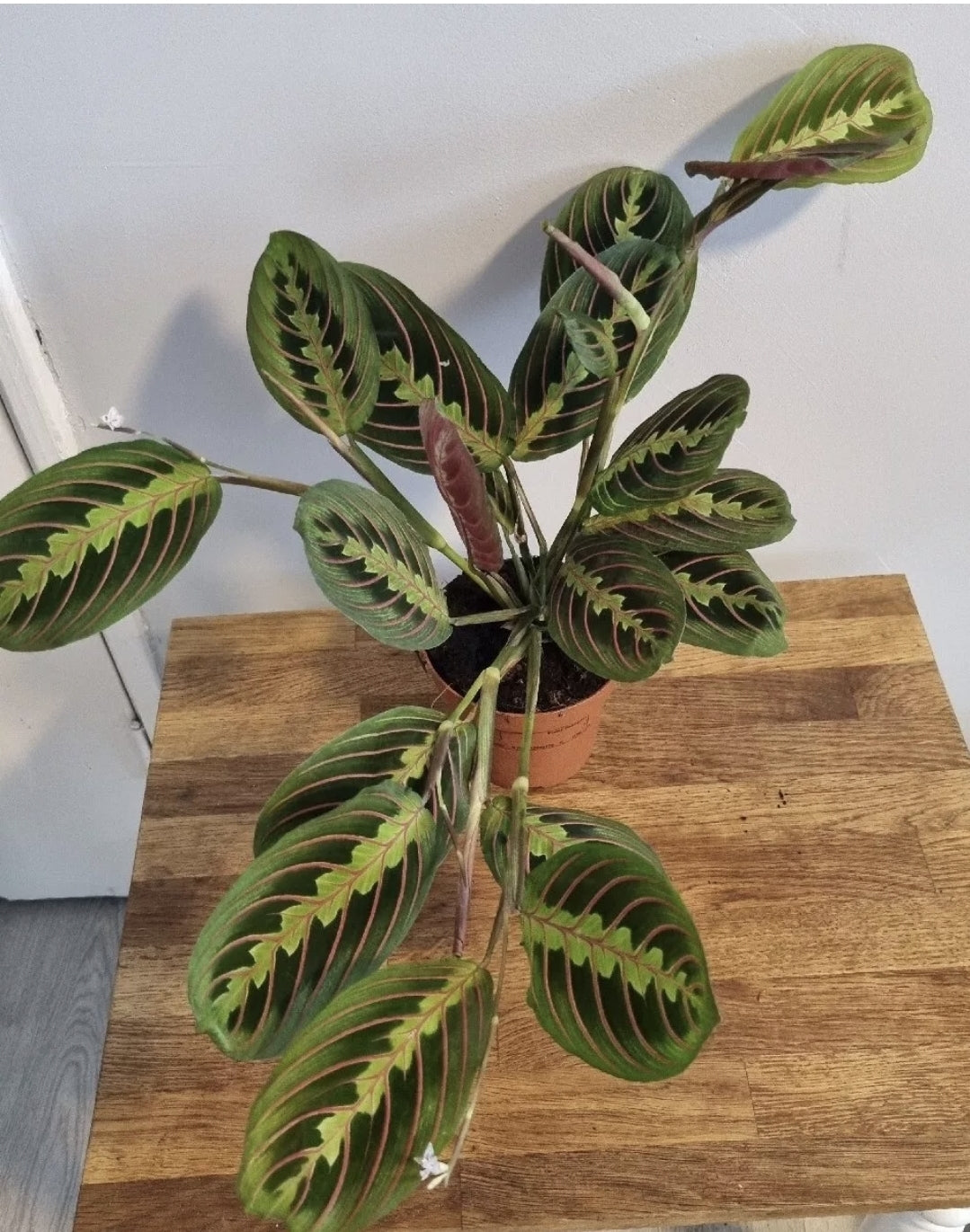 Maranta Fascinator Tricolour | 12cm Pot | Prayer Houseplant | Rare Plants