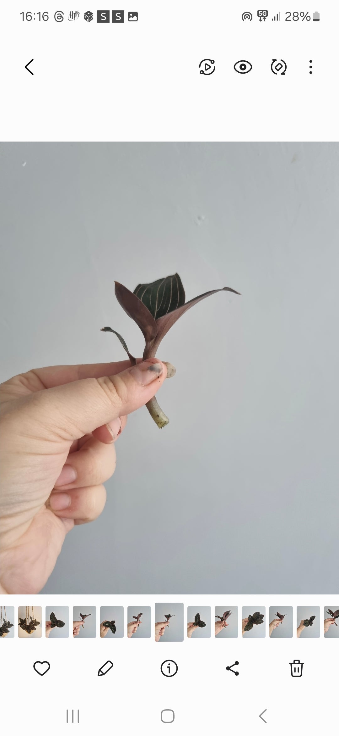 Terrarium plants Bundle | 8x Terrarium Plants Set | Starter Terrarium Ludisia