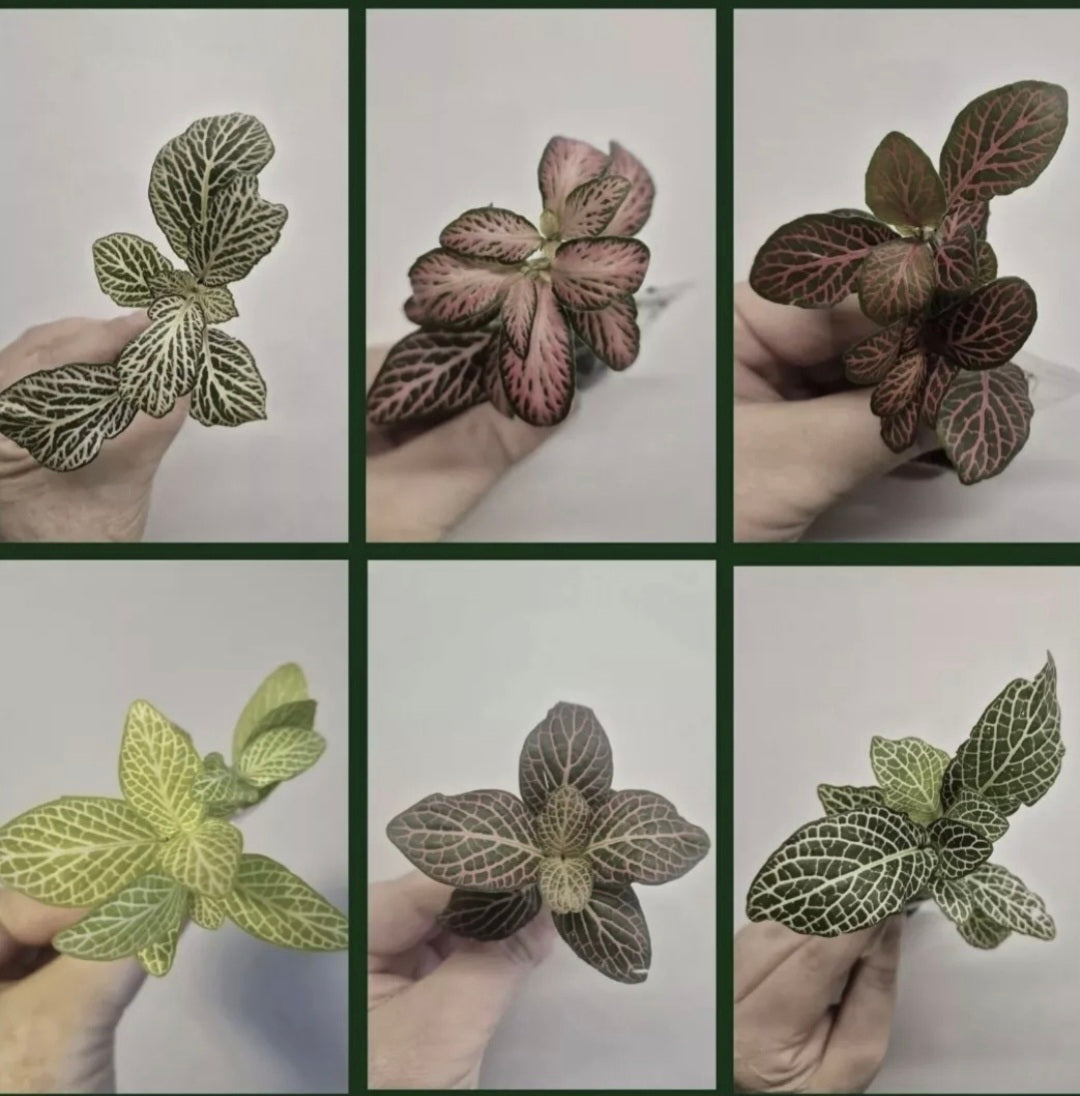 Terrarium plants Bundle | 8x Terrarium Plants Set | Starter Terrarium Ludisia