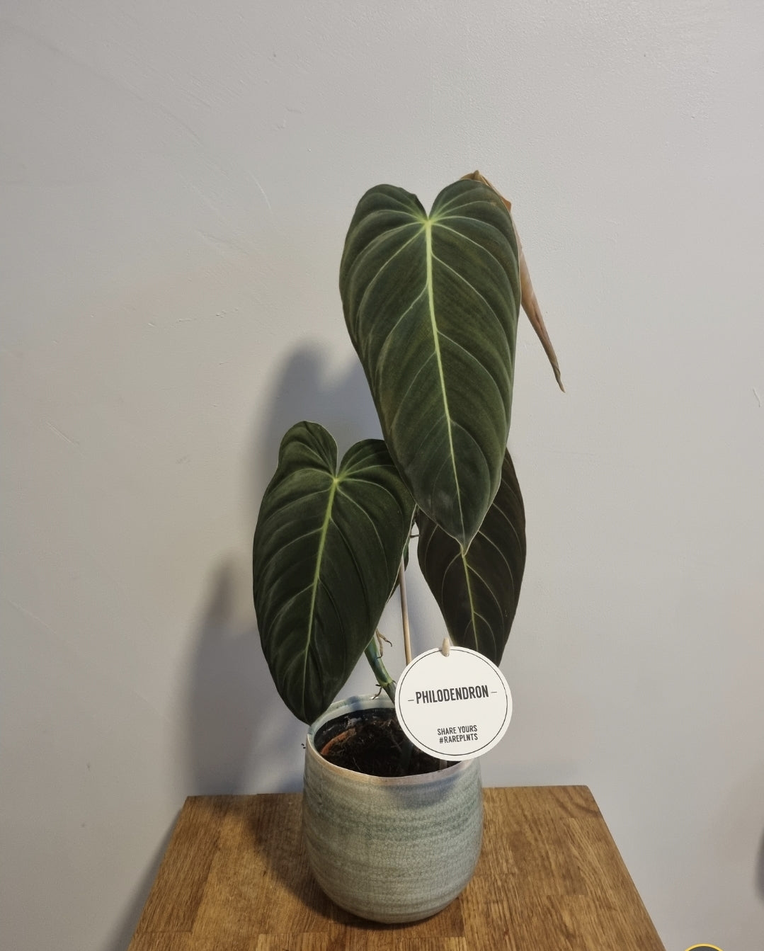 Philodendron Melanochrysum Houseplant  in 12cm Pot | Rare And Unusual Plant