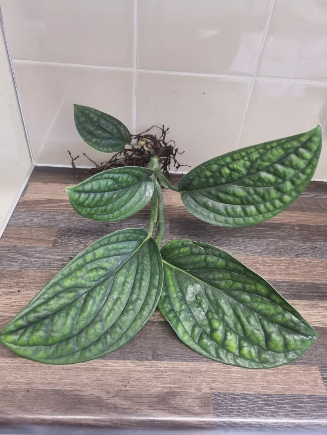 Monstera Peru Epipremnum pinnatum Monstera karstenianum 4-5 leaves well rooted