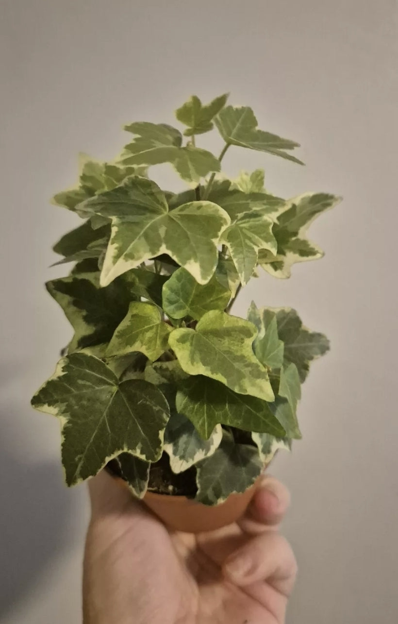 3x English Ivy Bundle | 9cm Pots  | yellow ripple | Green Triangular | White Wonder