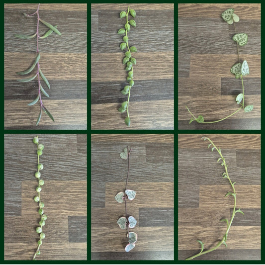 6x Senecio Bundle Variegated String of Pearls Ruby Dolphins