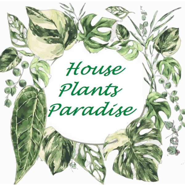 House Plants Paradise