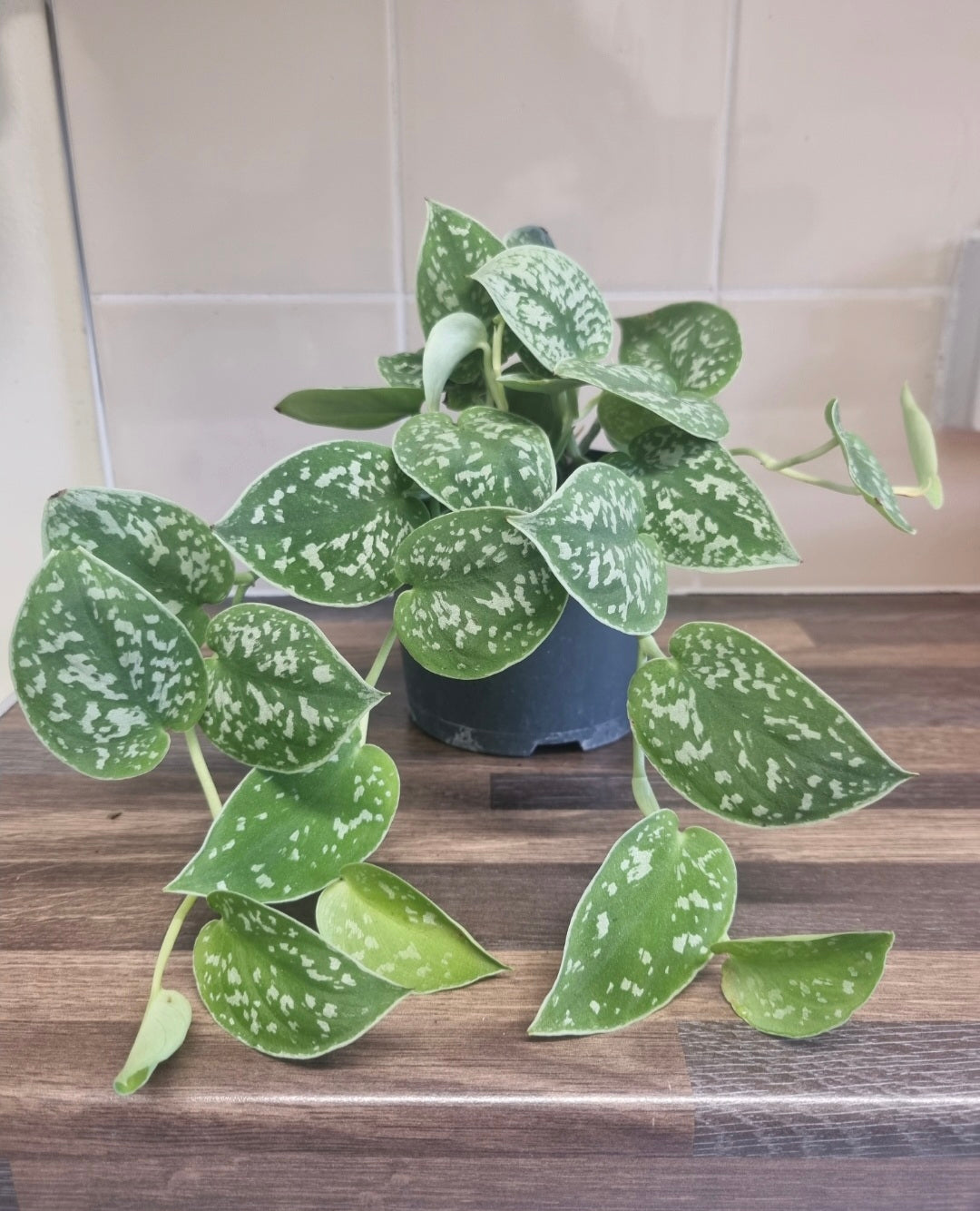 Scindapsus pictus Argyraeus | 12cm Pot | Satin Pothos Indoor Plant