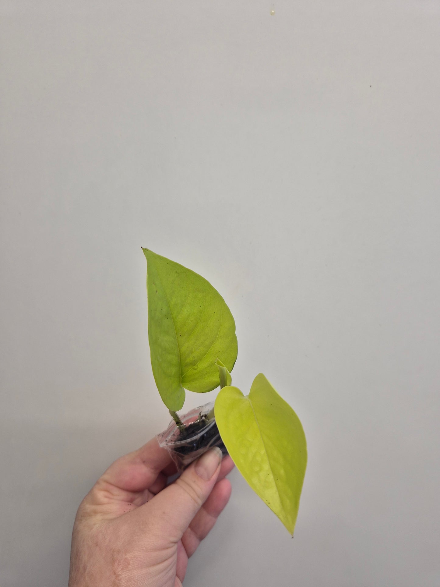 Epipremnum Aureum Neon Pothos 1x well rooted cutting 2-3 leaf cuttings