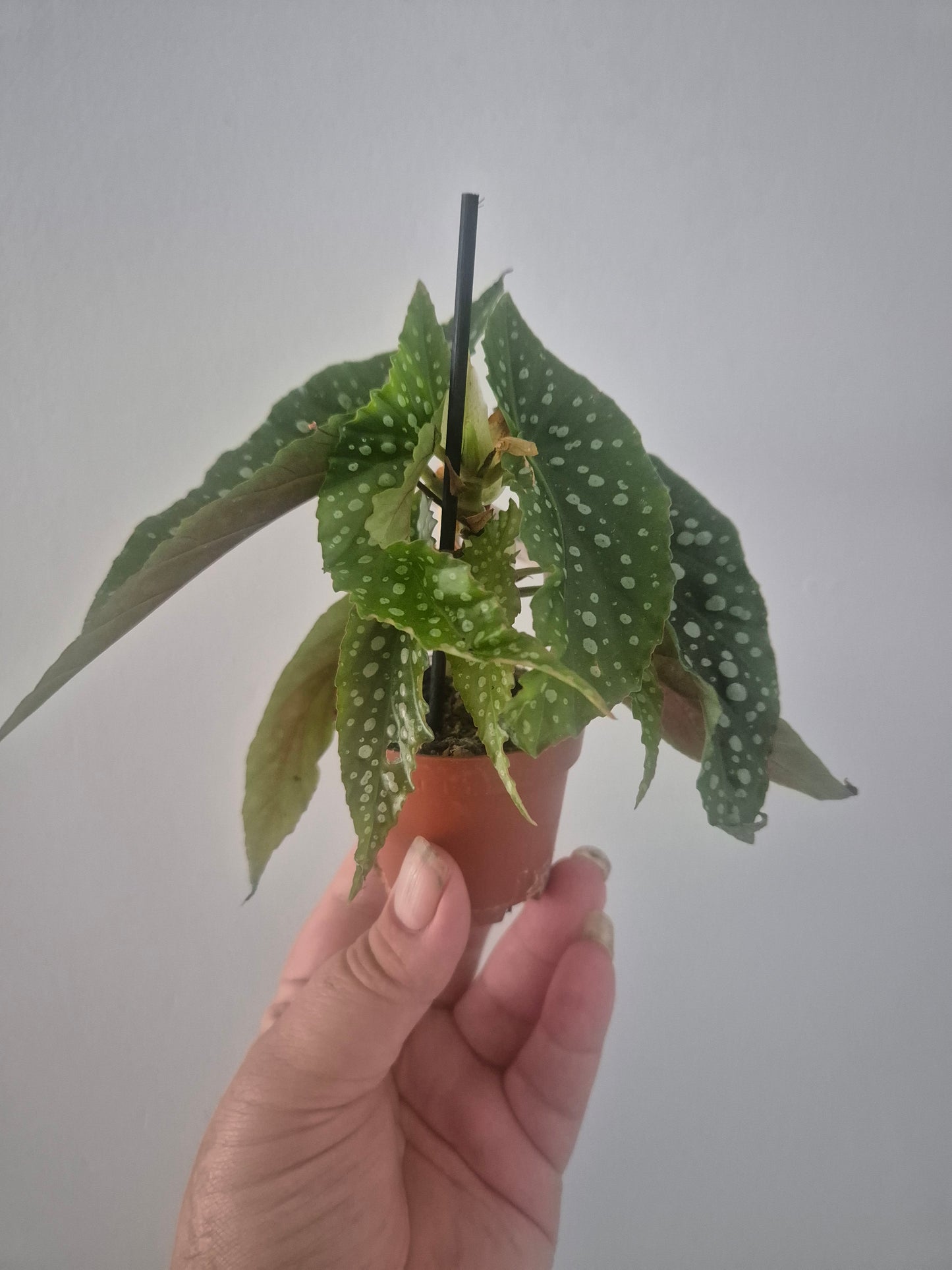 Begonia White ice | Well rooted cuttings | Sent bare rooted