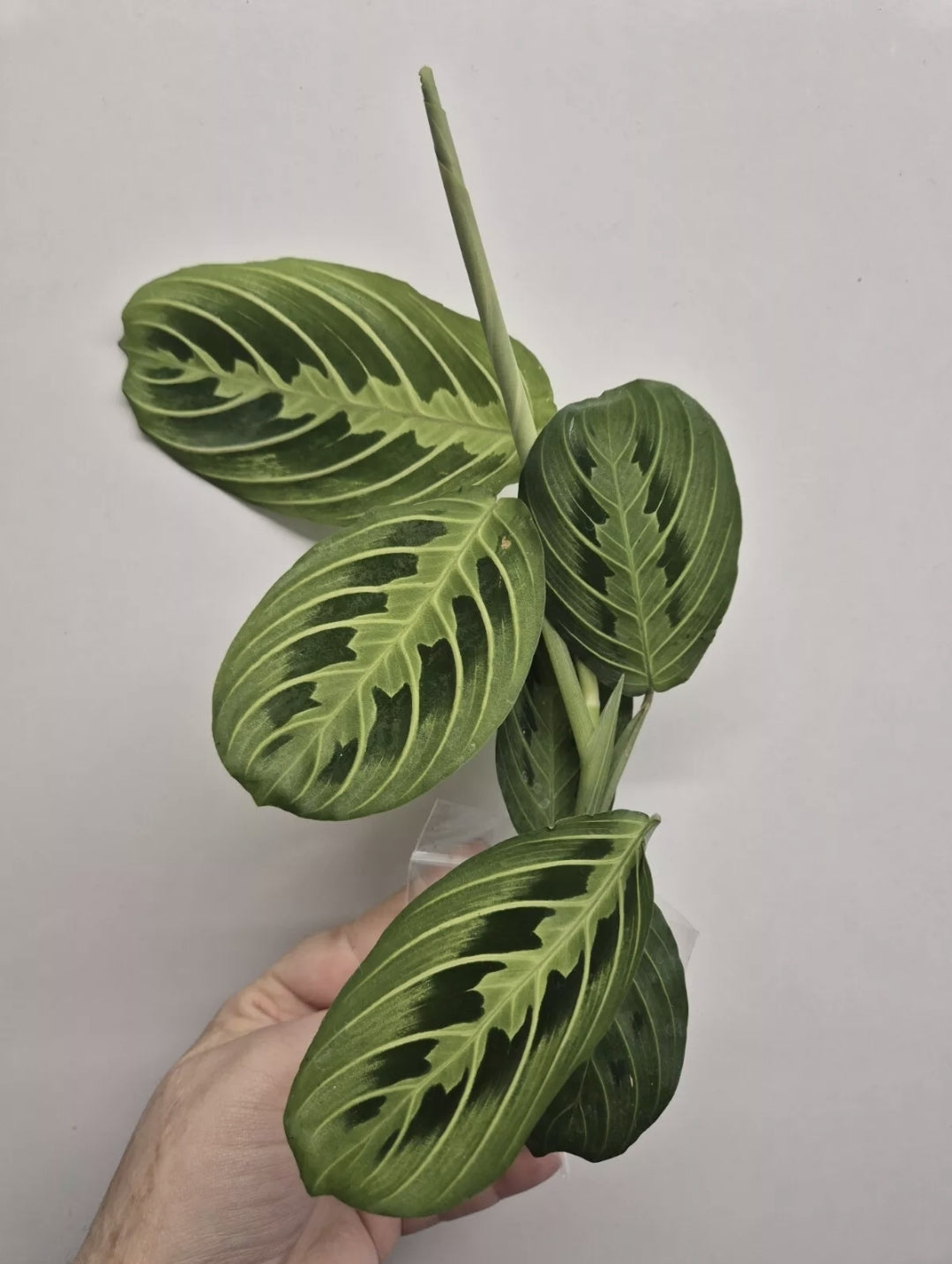 Maranta Bundle Fascinator | Lemon Lime | Prayer Houseplant | Rooted