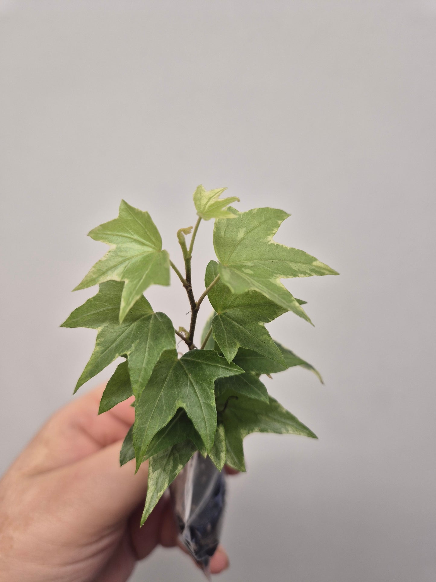 3x English Ivy Bundle | Plug Plant | White Ripple | Triangular | Goldchild ivy