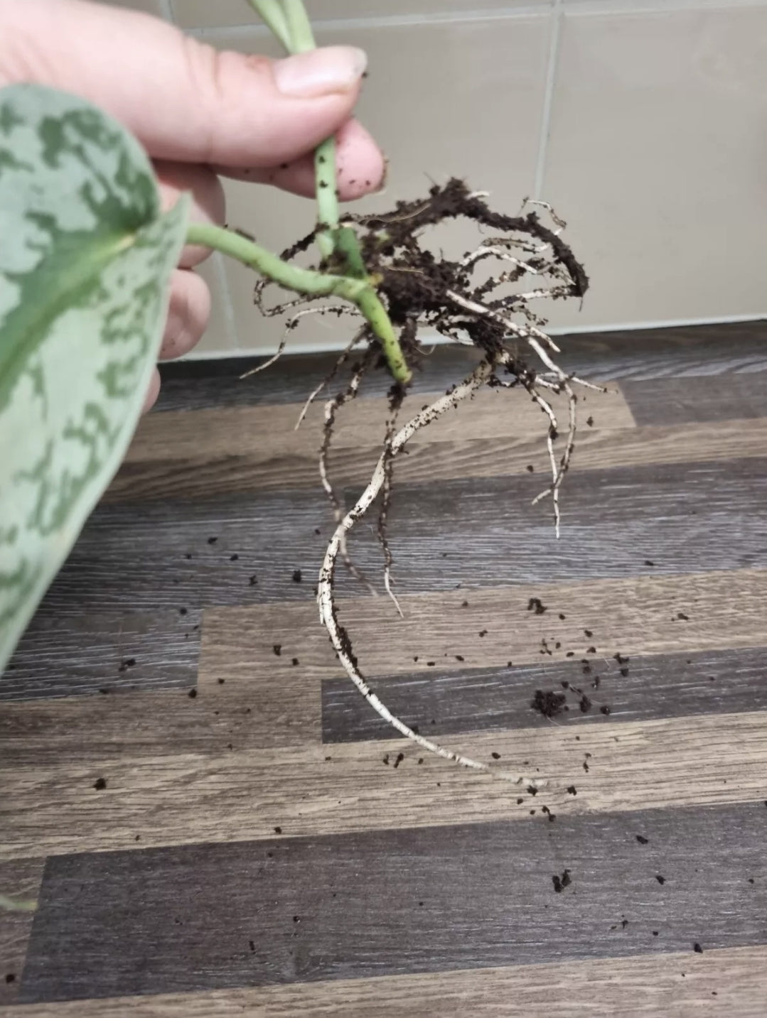 Scindapsus Pictus Exotica treubii / Trebie Silver Satin Rare Rooted 2 Leaves