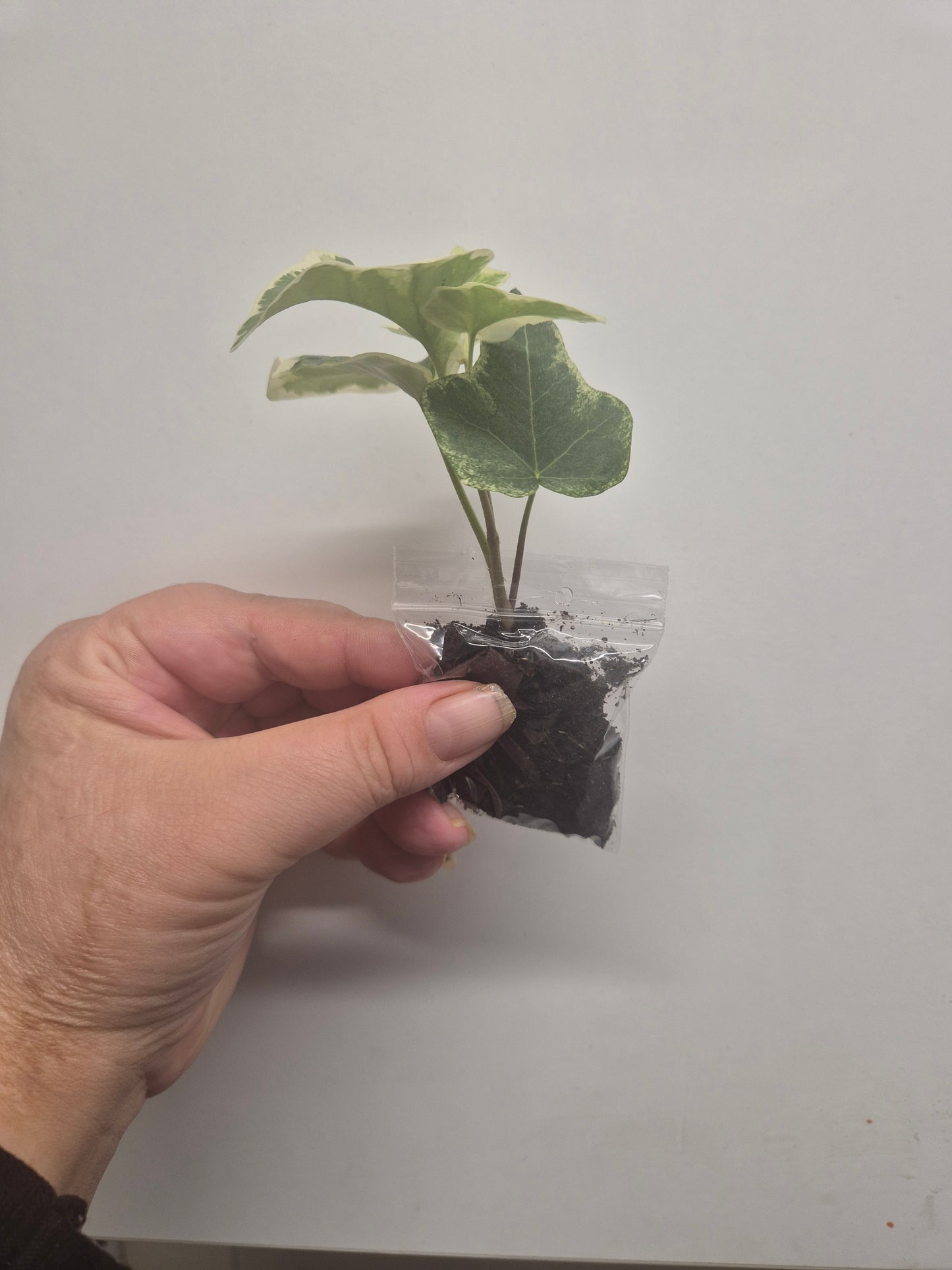 3x English Ivy Bundle | Plug Plant | White Wonder | Triangular | Goldchild ivy