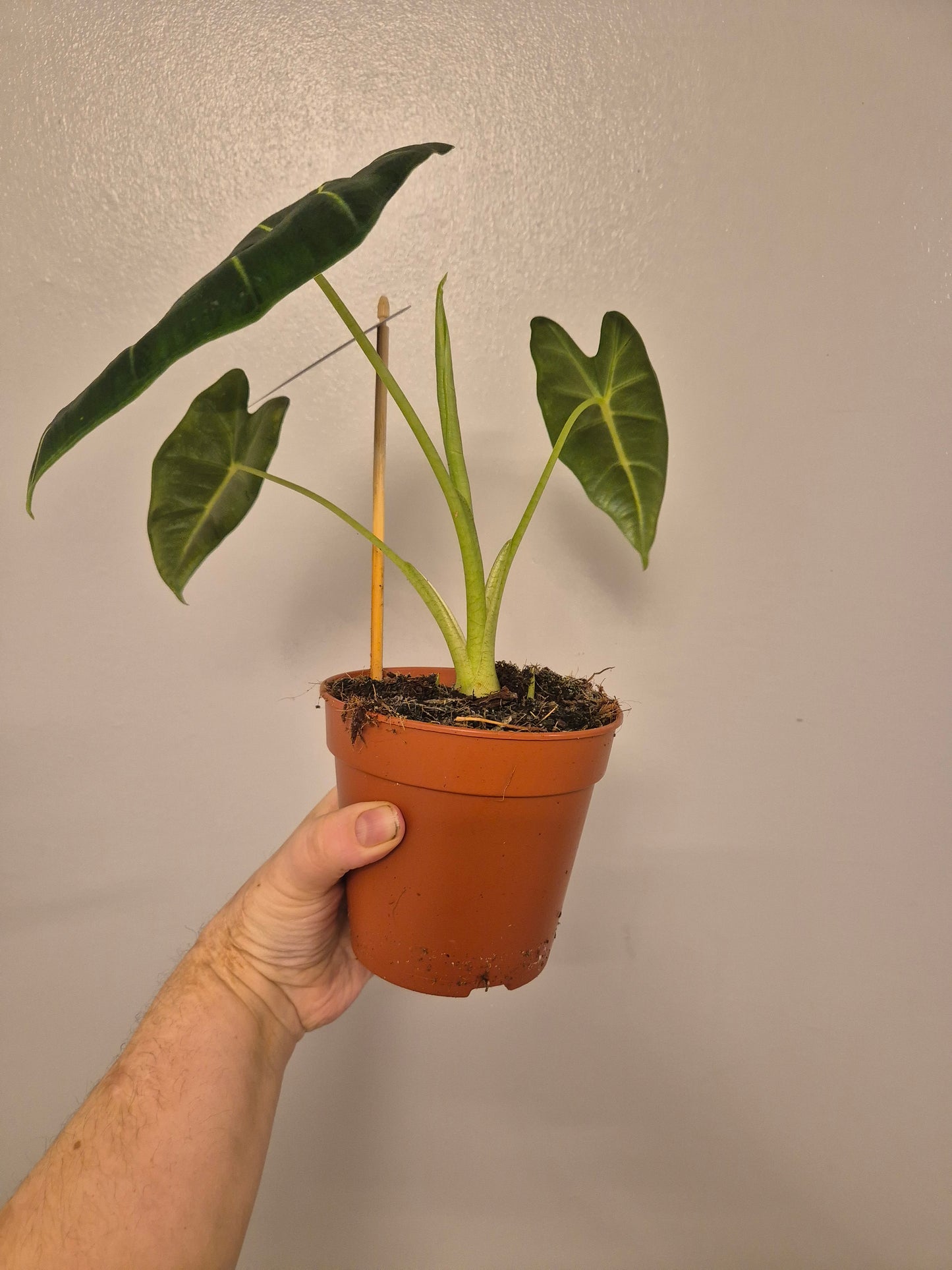 Alocasia Frydek Micholitziana | Velvet | Elephant Ear Plant | in a 12 cm pot
