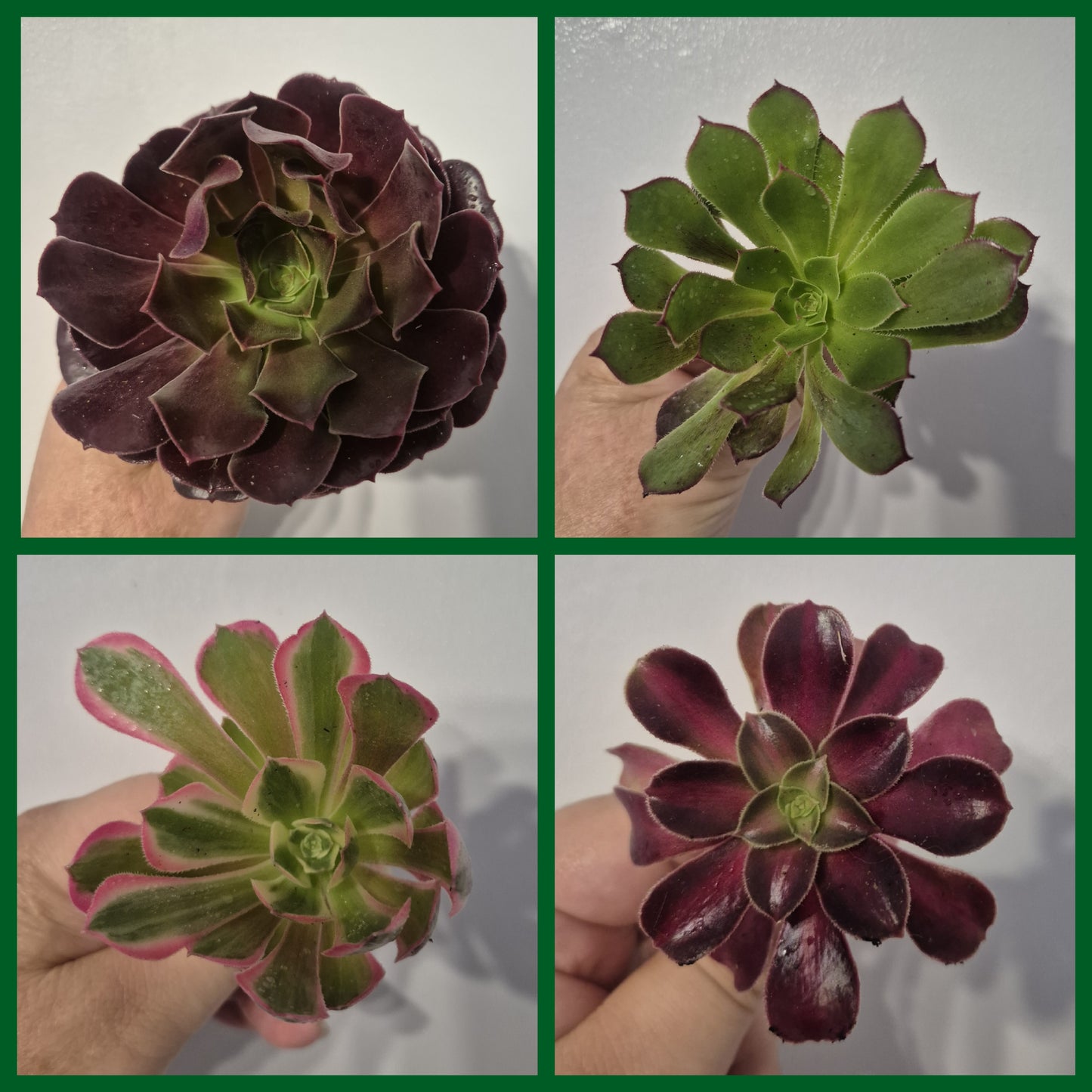 Aeonium Bundle Of 4 Unrooted | Pink Lady | Klimanjero | Toffee Apple |Black Rose