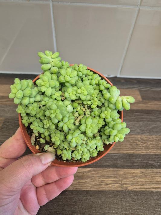 Burrows Tail Sedum morganianum Burrito Trailing Succulent  | 12 cm pot