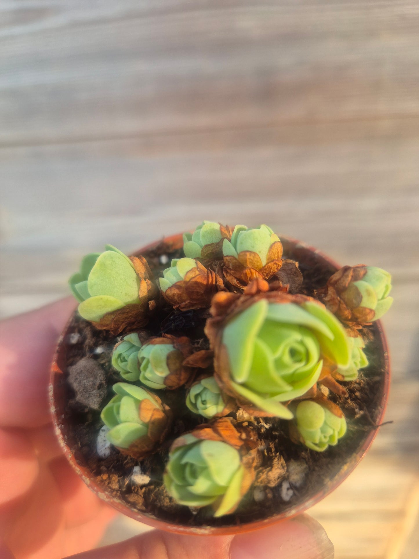 Mountain rose Aeonium greenovia