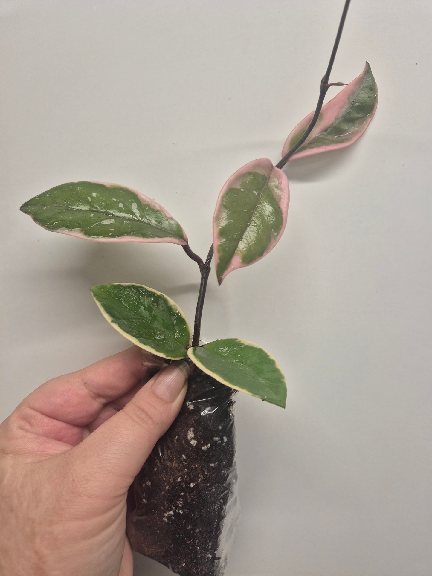 Hoya Carnosa Flamingo Dream  Variegated Well Rooted Plant Rare wax plant