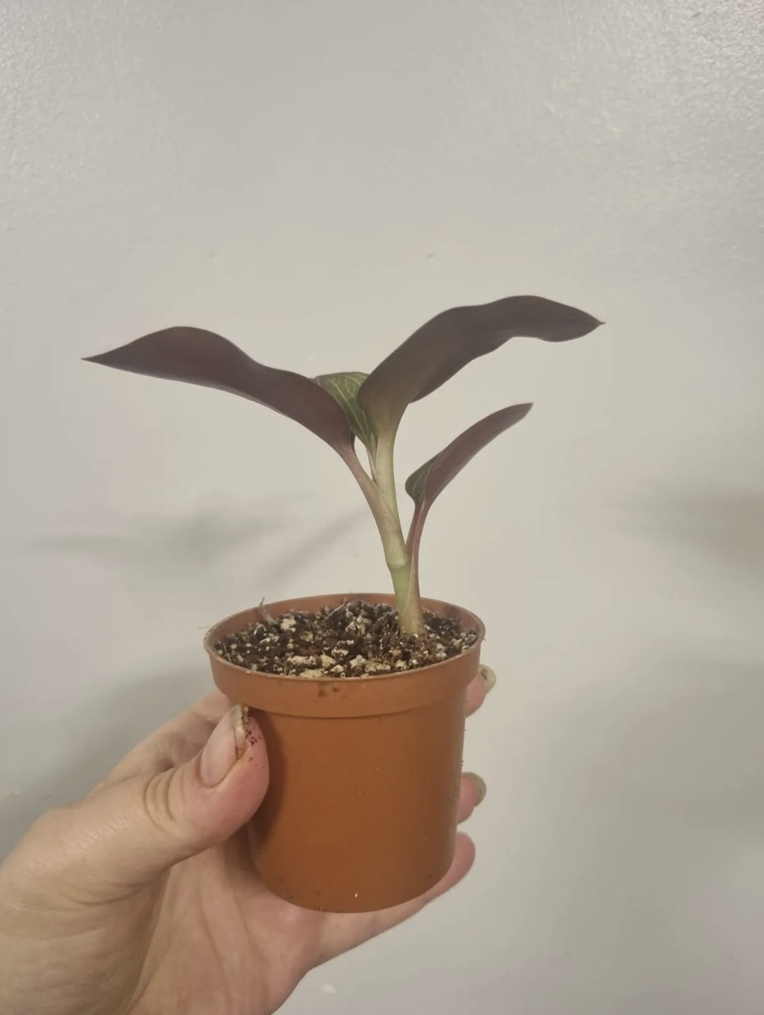 Ludisia Discolor Jewel Orchid Rooted Cutting In 7cm Pot