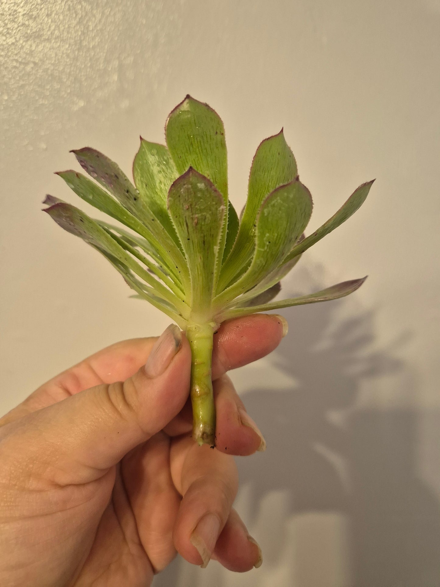 Aeonium Bundle Of 4 Unrooted | Pink Lady | White Garnet| Toffee Apple|Black Rose